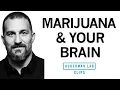 Download Lagu How Marijuana Affects the Brain \u0026 Body | Dr. Andrew Huberman