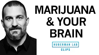 How Marijuana Affects The Brain Body Dr Andrew Huberman 