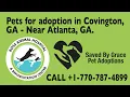 Ross Animal Hospital in Covington GA - Waffles for Adoption