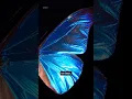 Download Lagu This butterfly wing does something incredible…