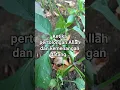 Download Lagu kemenangan datang #quotes #happy #quran #reminderself