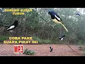Download Lagu GAK PERLU DI RAGUKAN LAGI MP3 INI‼️KHUSUS BURUNG SUSAH TURUN