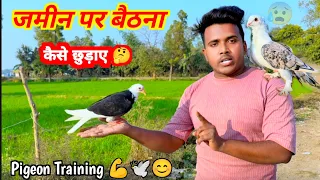 😰पट्ठे का ज़मीन पर बैठना कैसे छुड़ाए // Kabutar ka dar kaise nikale #pigeon #training