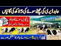 Lagu 5th lactation friesien cows and rate II Future of 4th lactation friesien cows II Abid dairy farm 