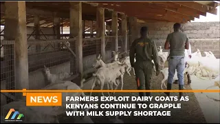 Farmers exploit dairy goats as Kenyans continue to grapple with milk supply shortage