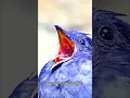 Download Lagu Nama-nama Burung Endemik Eksotis dan Suara Kicauannya yang Unik#burung #burungbeo #kicaumania