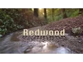 Download Lagu California Redwood National Parks