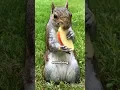 The SAD Truth About Squirrel