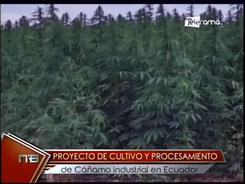 Proyecto de cultivo y procesamiento de Cáñamo industrial en Ecuador