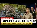 The Phytons In Florida Are Fleeing Because Of This New Predator The Footage Is Terrifying