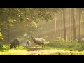Slowly Until We Get There - Joey Pecoraro: Beautiful Relaxing Music for Calming