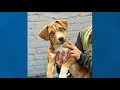 Meet adorable Tango available for adoption at Pound Buddies