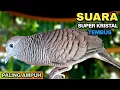 Download Lagu Perkutut Lokal Gacor Suara Paling Ampuh Untuk Pancingan Burung Perkutut Agar Bunyi