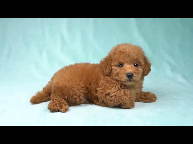 動画