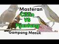 Download Lagu cililin vs pijantung | masteran burung gampang masuk