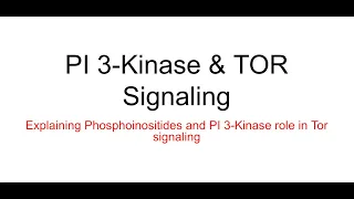 PI 3 Kinase And TOR 