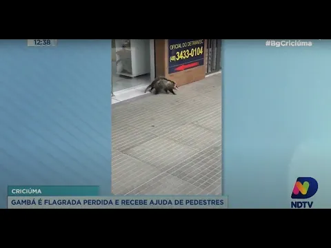 Gambá é flagrada perdida e recebe ajuda de pedestres em Criciúma