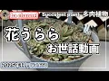 Lagu 650{多肉植物} 毎年強い花うららが今年の夏弱ってしまった💦カットすると茎が😥【多肉事】【根リセット】【丼作り】【抜き苗】【ba多肉】【baチャンネル】【Succulent】