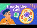 Cell Structure and Function Explained Biology Crash Course