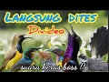 Download Lagu SUARA PIKAT BURUNG KECIL TERBUKTI AMPUH
