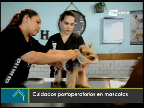 Cuidados postoperatorios en mascotas