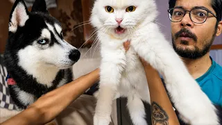 Spend 24 Hours with My Pets My POV | Roxycheeni | Review reloaded 
