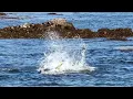 Download Lagu Surface Eats in Rock Pools! (A Quick Walk Goes Crazy)