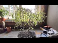 My Weeping Willow Bonsai Tree Creation using wires