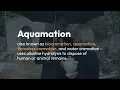 What Is Aquamation?
