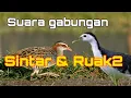 Download Lagu Suara pikat burung Campuran Sintar sawah dengan ruak-ruak