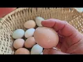 Download Lagu Boerderij-eieren zijn moeilijker te pellen
