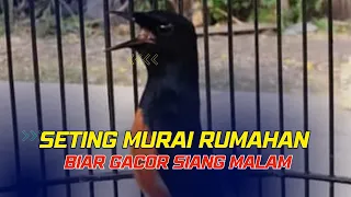 this is the setting for a gacor home murai that is full of sound except when sleeping 