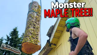 Crane was needed!! This dangerous, decaying maple was ready to go!