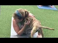 Harbor House of Central Florida helps domestic violence survivors keep pets by their side