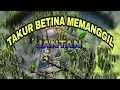 Download Lagu TAKUR BETINA MEMANGGIL JANTAN # suara Burung  Takur tenggeret ~ Masteng nex