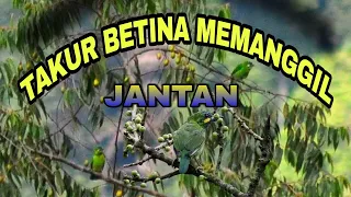 Download TAKUR BETINA MEMANGGIL JANTAN # suara Burung  Takur tenggeret ~ Masteng nex MP3