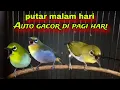 Download Lagu Burung Pleci Gacor Ngalas Nembak || Pancingan Pleci Malam Hari Biar Gacor Di Pagi Hari