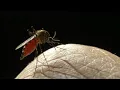 Gainesville s Mosquito Control Program