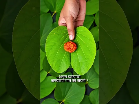आपण सगळे दसऱ्याला आपट्याची पाने का वाटतात? 🍀