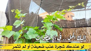 لو عندك شجرة عنب ضعيفة أو لم تثمر     إليك الحل في   خطوات دندنها