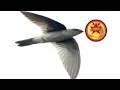 Lagu Original Test Sound Calling Swallow - Free Testing Sound Swiftlet 168 2020