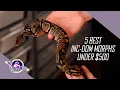 5 BEST Inc-Dom Ball Python Morphs under 500 Leviathan Snakes