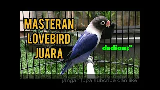 Download masteran Lovebird paling dicari..ngekek 3 menit tanpa henti MP3