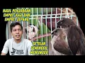 Download Lagu Update Terbaru EMJE Panda Dan Emprit Kaji