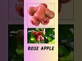 5 Fruit Names in English Blackberries Blueberries Rose Apple Indian Jujube Sweet Lime Part01