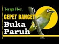 Download Lagu dengarkan terapi pleci malam hari ini pleci bahan langsung ngeriwik dan buka paruh