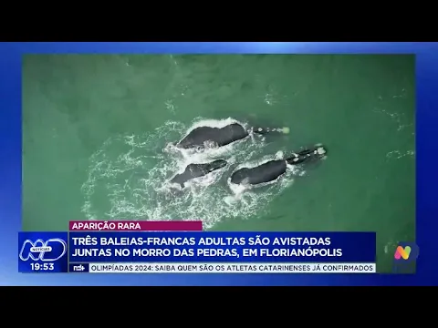 Espetáculo da natureza: três baleias-francas são avistadas juntas em Florianópolis