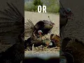 Download Lagu Which Archery Shot is More Impressive? 😳 #shorts #turkey #slowmotion #hunting #archery