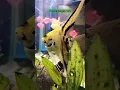 Download Lagu #04-Panda Angel Fish | Anna Small Fish