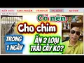 Lagu Theo bạn:Cho Chim ăn 2 loại trái cây trong 1 ngày có tốt không?